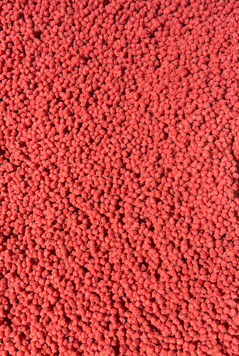 Pellet Gotowy w Wiaderku Morwa - Feeder Bait Pellet Gotowy w Wiaderku Morwa - Feeder Bait